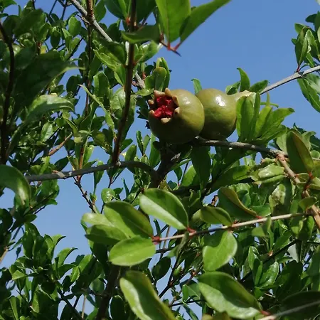 Casa Del Melograno Vakantiehuis Rosa Marina