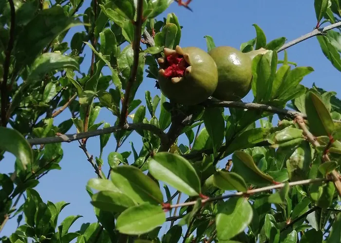 Casa Del Melograno Vakantiehuis Rosa Marina